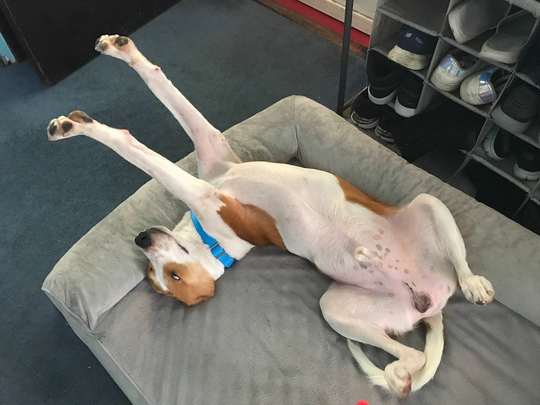Cooper joined the competition — help win amazing prizes! ankle, canidae, carnivore, companion_dog, dog_breed, fawn, flesh, foot, paw, physical_fitness, shelf, snout, stomach, tail, toe