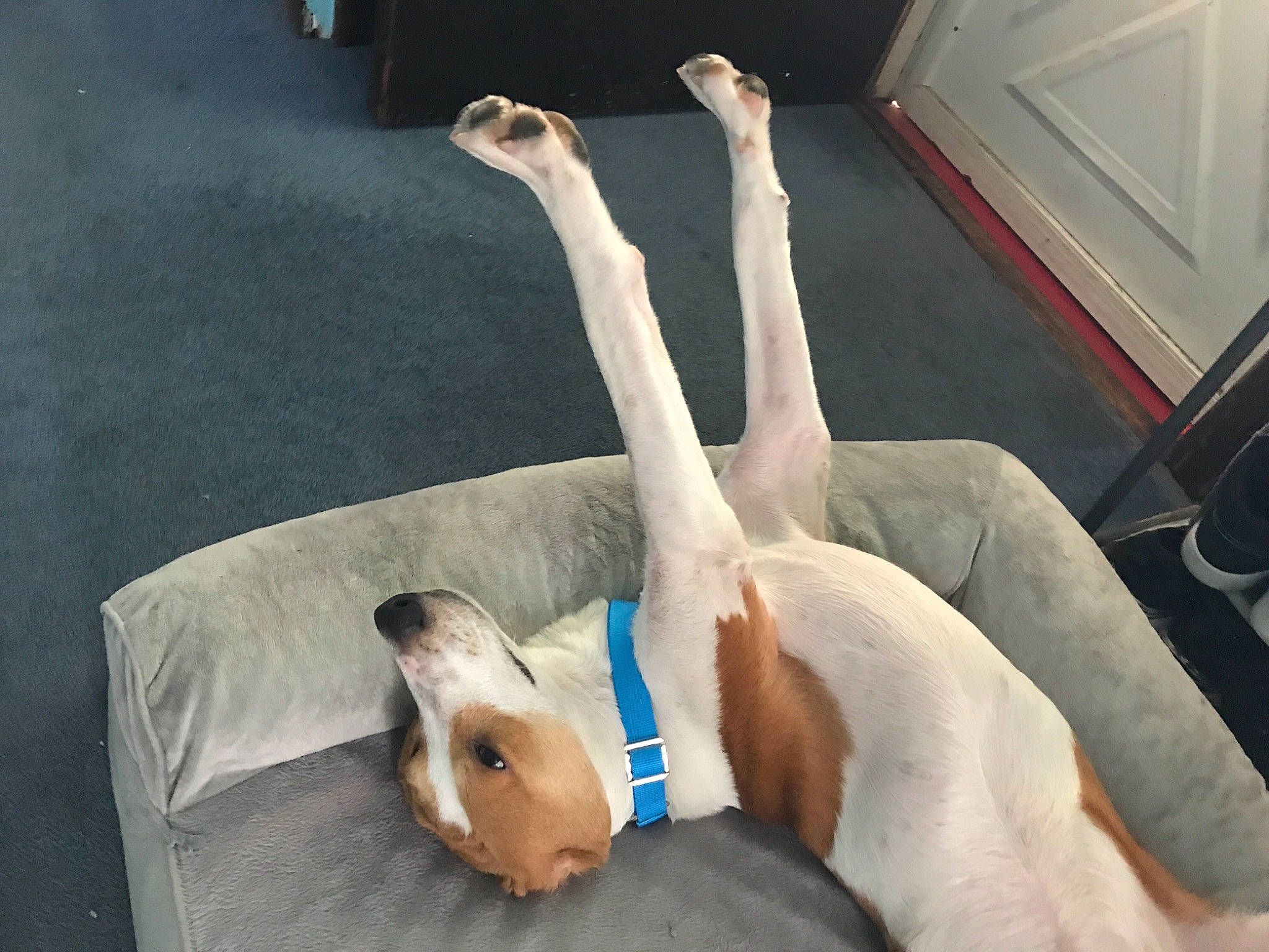 Cooper joined the competition — help win amazing prizes! ankle, comfort, flesh, foot, terrestrial_animal, toe