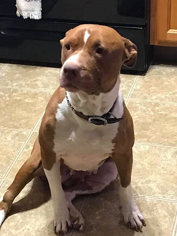 Skyebear is registered to the contest to win money with this photo: ancient_dog_breeds, art, canidae, carnivore, collar, companion_dog, dog, dog_breed, dog_collar, door, fawn, flooring, fur, liver, pet_supply, snout, sporting_group, whiskers, working_animal, working_dog