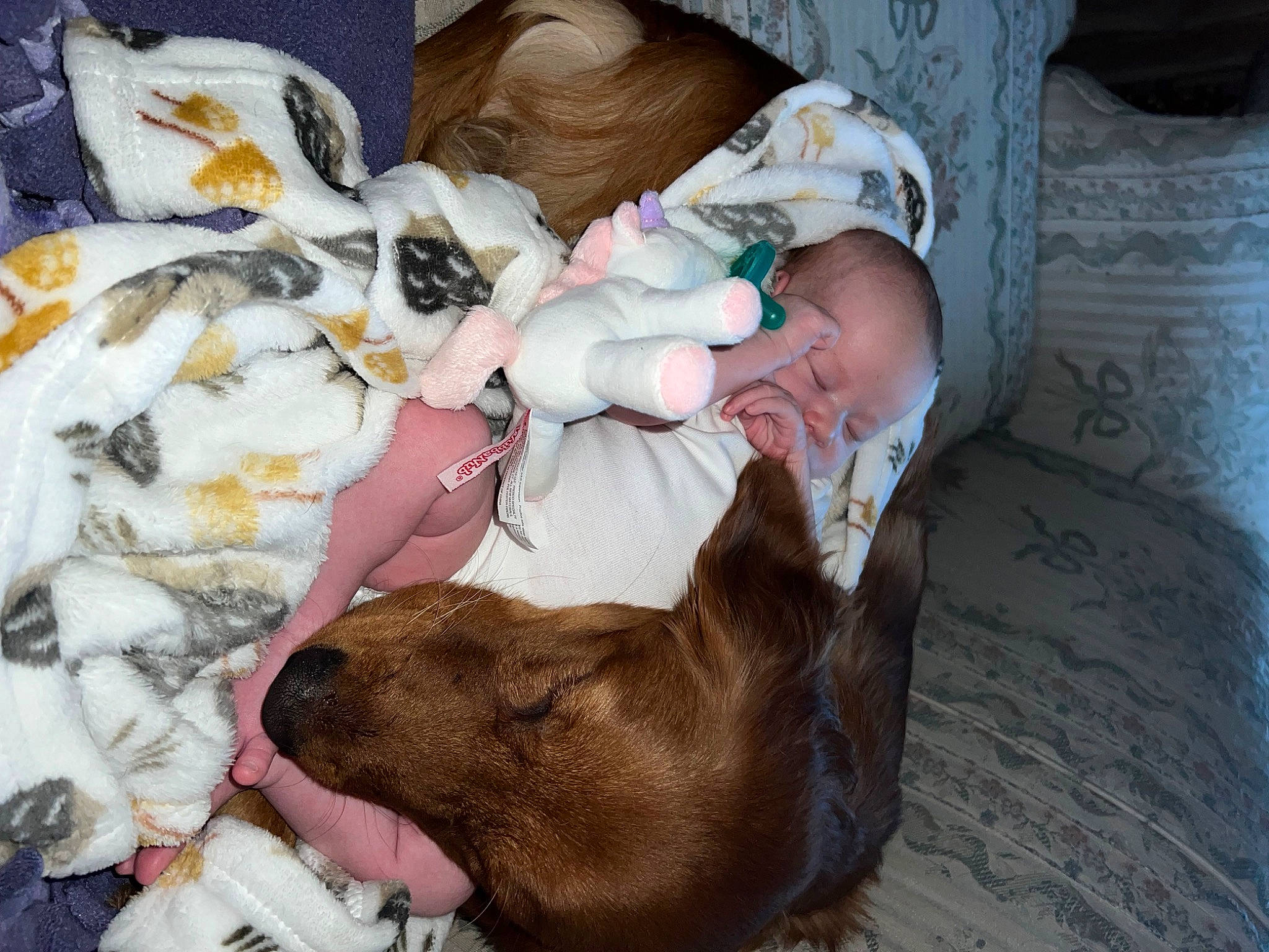 Lila is registered to the contest to win money with this photo: baby, bedtime, canidae, carnivore, comfort, companion_dog, dog, dog_breed, fawn, fur, linens, liver, mammal, nap, person, room, sleep, snout, sporting_group, toddler