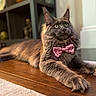 animal, bow_tie, cat, close_up, cute, domestic_animal, feline, fluffy, indoor, lying_down, majestic, mammal, pet, pink, portrait, relaxed, soft_light, whiskers, wide_eyes, wooden_floor