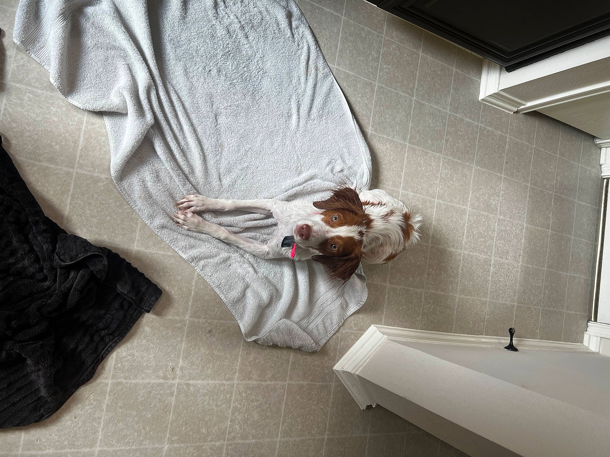 Scout is registered to the contest to win money with this photo: ceiling, comfort, companion_dog, concrete, daylighting, elbow, felidae, floor, flooring, grey, human_leg, linens, plumbing_fixture, room, sitting, sleeve, small_to_medium_sized_cats, textile, tints_and_shades, wood