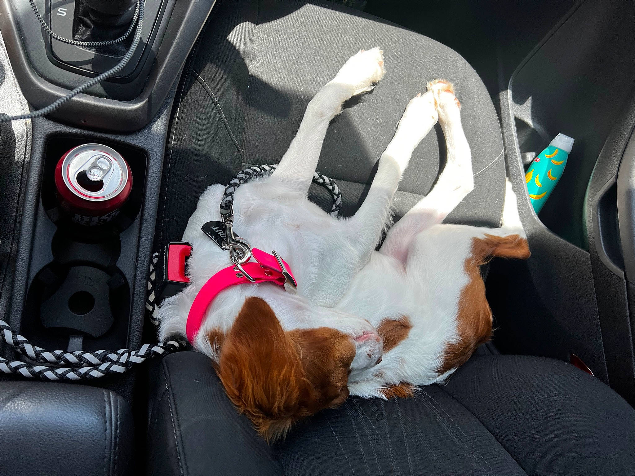 Scout is registered to the contest to win money with this photo: auto_part, automotive_design, automotive_exterior, car, car_seat, car_seat_cover, carnivore, comfort, companion_dog, couch, dog, family_car, luxury_vehicle, motor_vehicle, personal_luxury_car, steering_part, steering_wheel, vehicle, vehicle_audio, vehicle_door