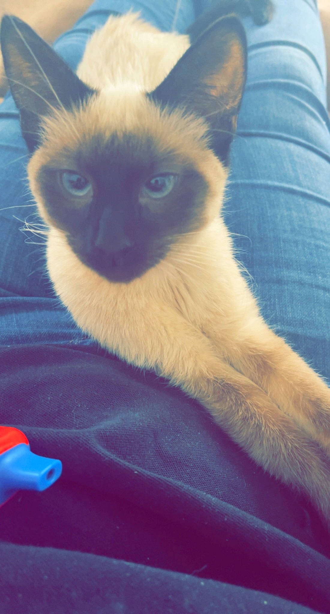 Cesar is registered to the contest to win money with this photo: balinese, carnivore, cat, comfort, electric_blue, fawn, felidae, fur, paw, siamese, sky, small_to_medium_sized_cats, snout, tail, terrestrial_animal, whiskers