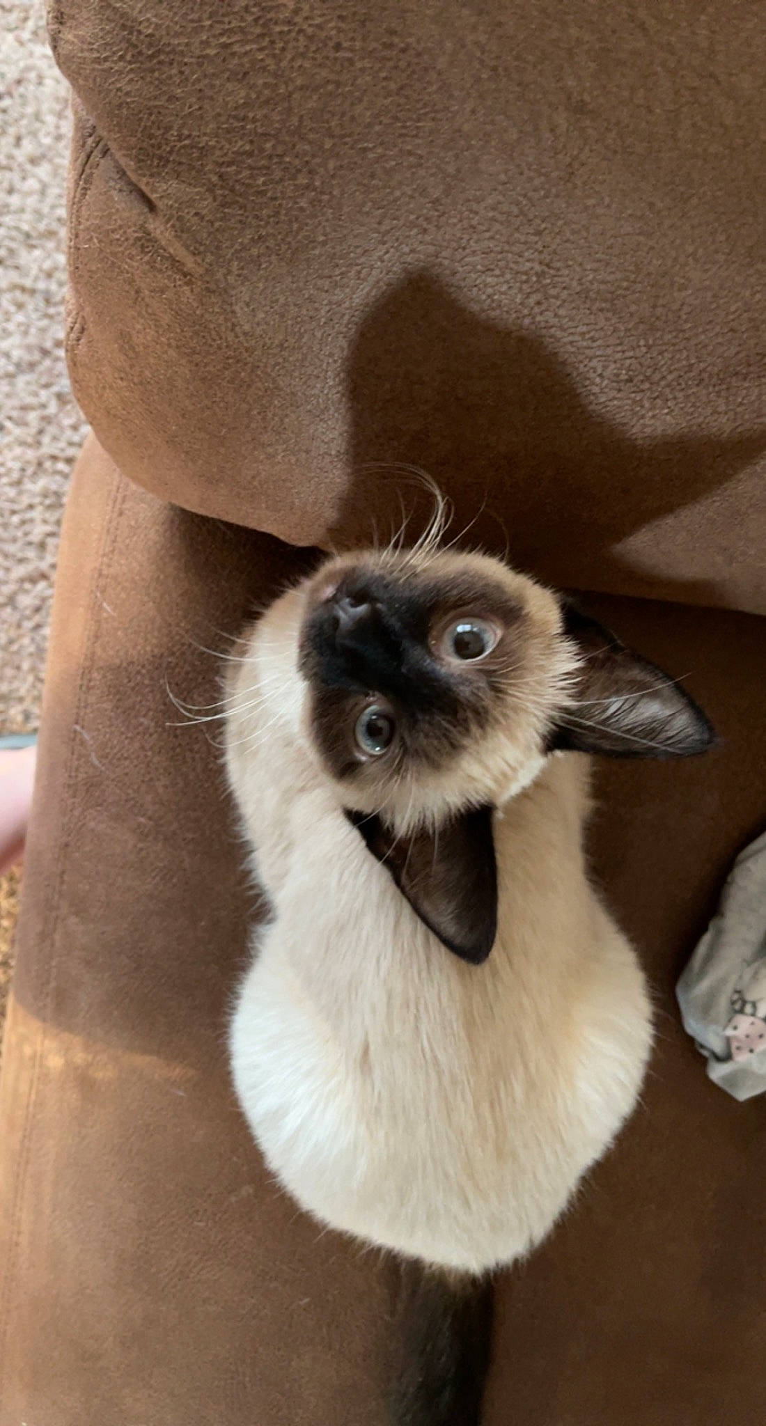 Cesar joined the competition — help win amazing prizes! balinese, birman, carnivore, cat, fawn, felidae, fur, siamese, small_to_medium_sized_cats, snout, terrestrial_animal, thai, whiskers, wildlife