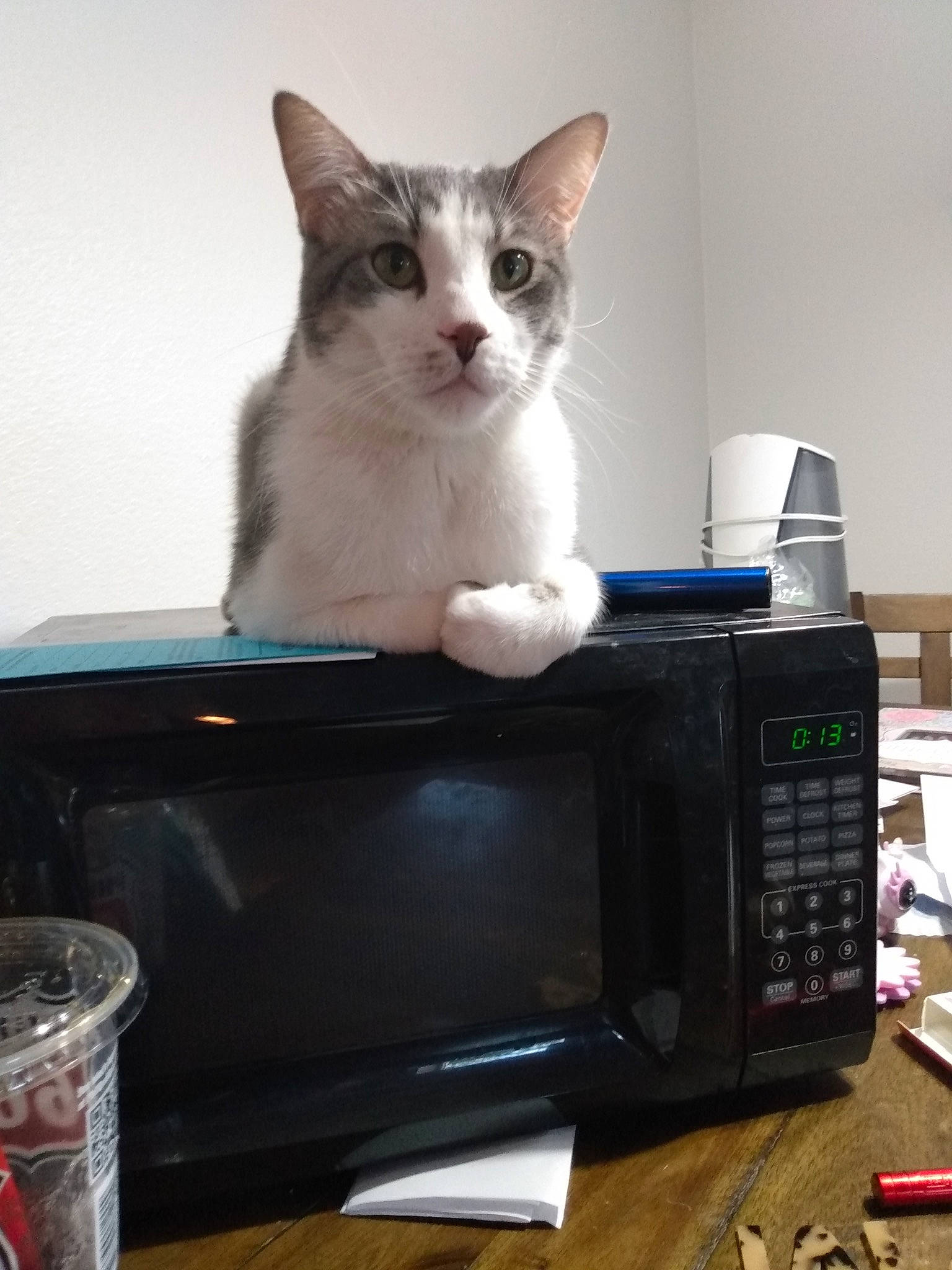 Liam is registered to the contest to win money with this photo: box, carnivore, cat, cat_supply, comfort, domestic_short_haired_cat, felidae, fur, gadget, home_appliance, office_equipment, output_device, packaging_and_labeling, paw, pet_supply, sitting, small_to_medium_sized_cats, tail, tin_can, whiskers