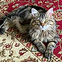 cat, tabby, fluffy, pet, animal, indoor, carpet, patterned_carpet, lying_down, feline, whiskers, ears, golden_eyes, fur, paws, relaxed, cute, domestic_animal, closeup, mammal