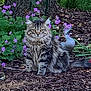 Cleo is registered to the contest to win money with this photo: cat, tabby_cat, fluffy_fur, flower_garden, purple_flowers, mulch, garden_statue, duck_statue, outdoor, nature, tree_trunk, greenery, pet, animal, sitting, fur_pattern, eyes, whiskers, tail, plant