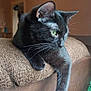 black_cat, cat, indoor, feline, pet, animal, green_eyes, whiskers, couch, furniture, relaxed, domestic_cat, closeup, side_view, texture, brown, soft_light, resting, looking_away, calm