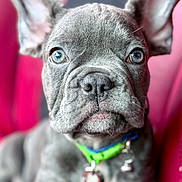 Johnny is registered to the contest to win money with this photo: puppy, dog, close_up, portrait, blue_eyes, gray_fur, collar, pet, cute, ears, animal, domestic_animal, young, sitting, indoor, focus, leash, wrinkles, face, background_blur