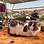 animal, balcony, cat, cushion, daylight, flower_pots, fur, nature, outdoor, pattern, pet, plant, railing, relaxed, resting, scenery, sitting, urban_view, whiskers, window