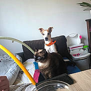 Leco a rejoint le concours — aidez-le/la à gagner de superbes lots ! dog, cat, couch, orange_collar, blue_eyes, indoor, pet, furniture, baby_play_gym, bowl, cereal, milk, table, blanket, plant, high_chair, domestic, cozy, curious, companion
