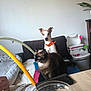dog, cat, couch, orange_collar, blue_eyes, indoor, pet, furniture, baby_play_gym, bowl, cereal, milk, table, blanket, plant, high_chair, domestic, cozy, curious, companion