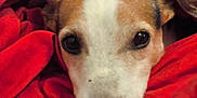 Leco participe au concours pour gagner de l'argent avec cette photo : dog, blanket, red, brown, white, face, pet, cozy, snug, animal, fur, ears, nose, laying, resting, indoor, comfort, closeup, expression, warm