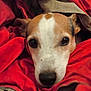 dog, blanket, red, brown, white, face, pet, cozy, snug, animal, fur, ears, nose, laying, resting, indoor, comfort, closeup, expression, warm