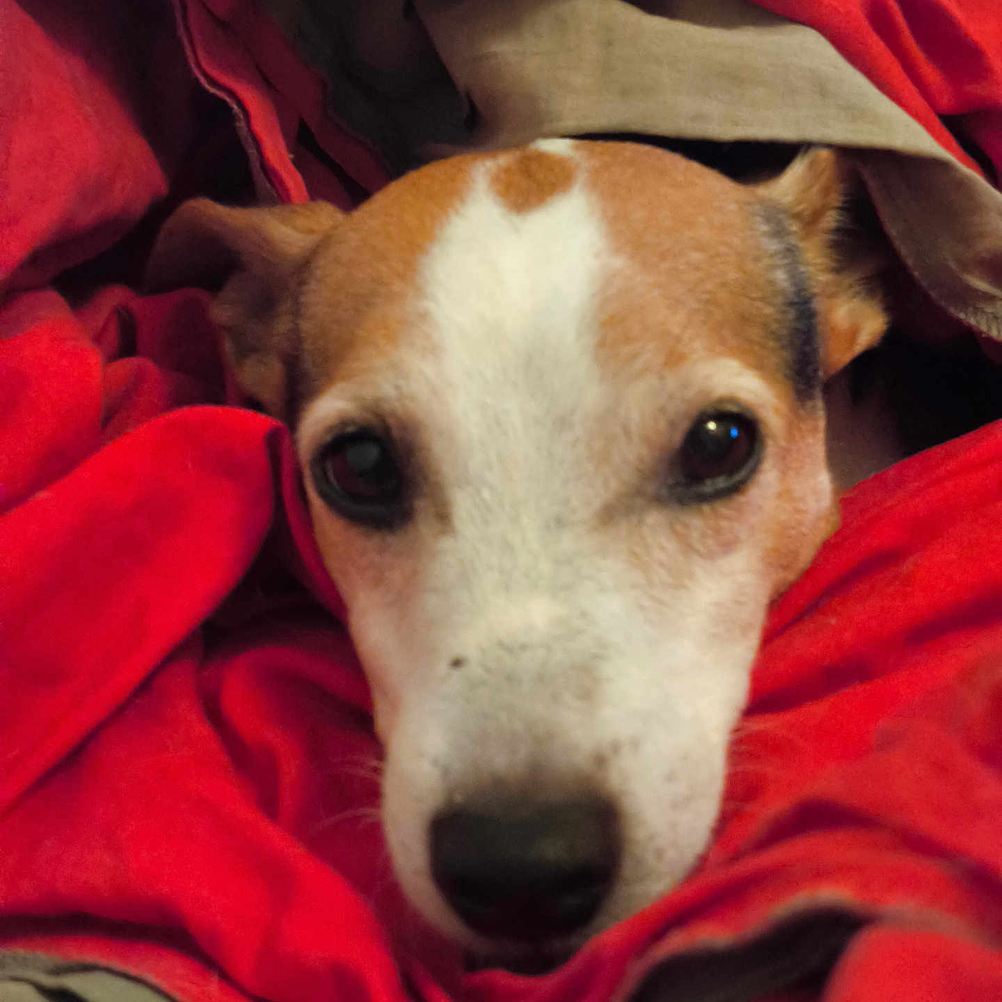 Leco participe au concours pour gagner de l'argent avec cette photo : animal, blanket, brown, closeup, comfort, cozy, dog, ears, expression, face, fur, indoor, laying, nose, pet, red, resting, snug, warm, white