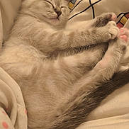 Tigrou participe au concours pour gagner de l'argent avec cette photo : abyssinian, angora, animal, baby, bed, blanket, cat, couch, cushion, furniture, homedecor, indoors, kitten, linen, manx, person, pet, quilt, siamese, sleeping
