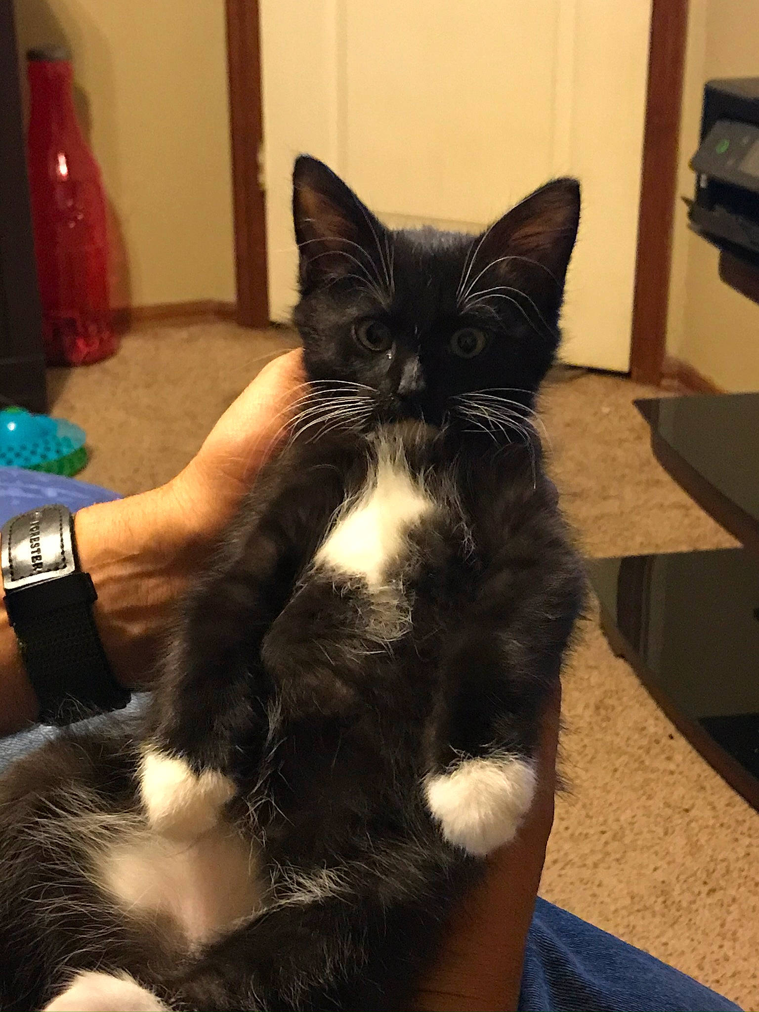 Onyx is registered to the contest to win money with this photo: asian, black_cat, carnivore, cat, claw, domestic_long_haired_cat, domestic_short_haired_cat, ear, felidae, fur, kitten, mammal, ojos_azules, paw, polydactyl_cat, small_to_medium_sized_cats, tail, whiskers