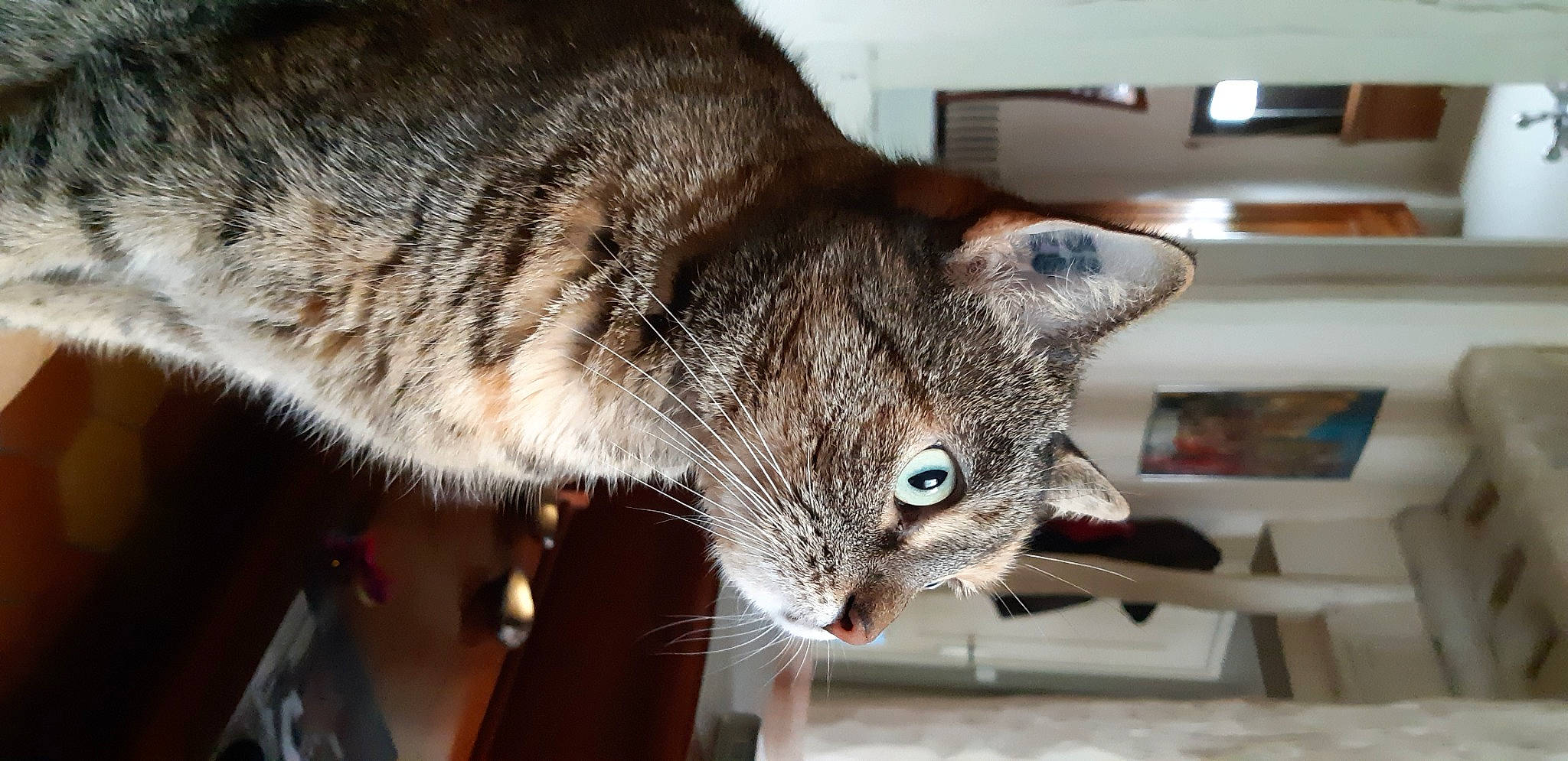 Dinah participe au concours pour gagner de l'argent avec cette photo : aegean_cat, american_shorthair, american_wirehair, asian, carnivore, cat, chausie, claw, domestic_short_haired_cat, dragon_li, european_shorthair, felidae, fur, mammal, pixie_bob, singapura, small_to_medium_sized_cats, snout, tabby_cat, whiskers