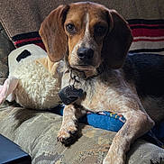 Jasper joined the competition — help win amazing prizes! dog, beagle, pet, animal, couch, blanket, stuffed_animal, indoor, relaxing, fur, collar, tag, paw, brown, white, black, face, ears, nose, toy
