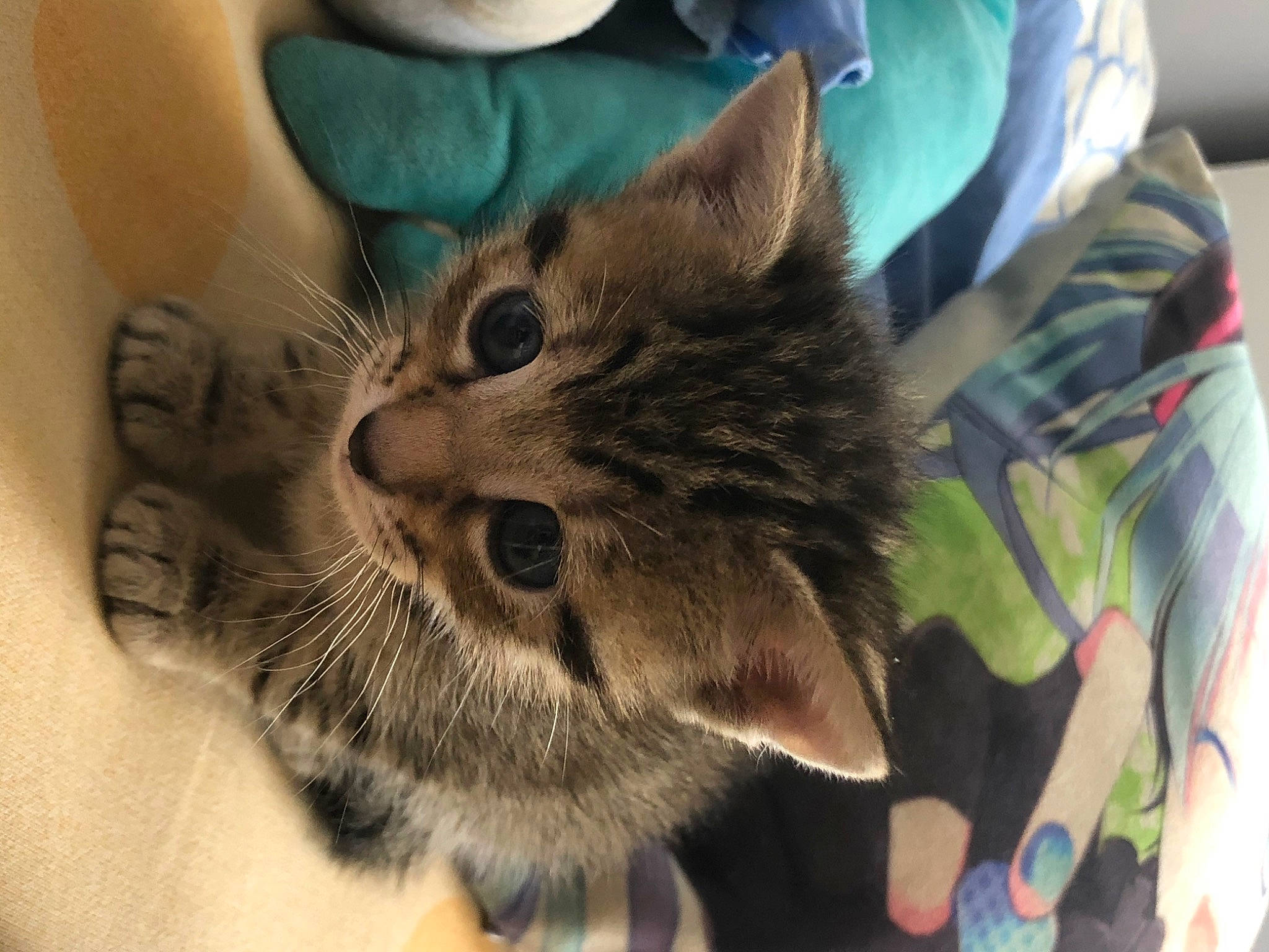 Kenny a rejoint le concours — aidez-le/la à gagner de superbes lots ! american_shorthair, asian, carnivore, cat, claw, domestic_short_haired_cat, dragon_li, european_shorthair, felidae, fur, kitten, mammal, ojos_azules, pixie_bob, polydactyl_cat, small_to_medium_sized_cats, snout, tabby_cat, whiskers