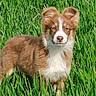 dog, puppy, brown, white, fur, grass, greenery, outdoor, animal, pet, nature, field, cute, young, mammal, ears, snout, standing, sunlight, fluffy