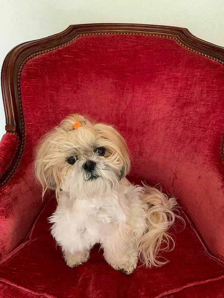 Hello a rejoint le concours — aidez-le/la à gagner de superbes lots ! canidae, carnivore, companion_dog, dog, dog_breed, dog_supply, fawn, fur, liver, mal_shi, pet_supply, shih_poo, shih_tzu, small_terrier, snout, sporting_group, terrier, toy_dog, water_dog, working_animal