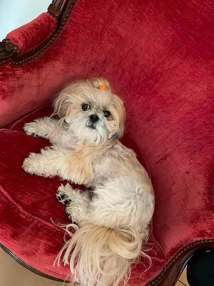 Hello a rejoint le concours — aidez-le/la à gagner de superbes lots ! canidae, carnivore, companion_dog, dog, dog_breed, dog_clothes, dog_supply, fawn, fur, liver, poodle_crossbreed, shih_poo, shih_tzu, small_terrier, snout, sporting_group, terrier, toy_dog, water_dog, working_animal