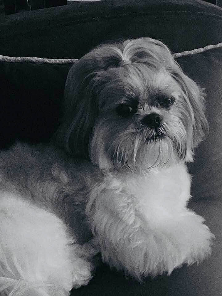 Hello participe au concours pour gagner de l'argent avec cette photo : canidae, carnivore, comfort, companion_dog, dog, dog_breed, fur, liver, mal_shi, maltepoo, non_sporting_group, shih_poo, shih_tzu, small_terrier, snout, sporting_group, terrestrial_animal, terrier, toy_dog, working_animal