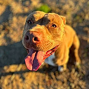 Teddy Bear joined the competition — help win amazing prizes! dog, tongue, happy, close_up, outdoor, sunlight, brown_dog, pet, animal, grass, dirt, canine, joyful, portrait, looking_up, summer, nature, blurred_background, ears, snout