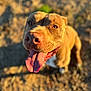 dog, tongue, happy, close_up, outdoor, sunlight, brown_dog, pet, animal, grass, dirt, canine, joyful, portrait, looking_up, summer, nature, blurred_background, ears, snout