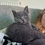 Muffin is registered to the contest to win money with this photo: kitten, gray_cat, fluffy, pet, animal, blanket, cozy, indoor, sofa, face, glasses, braid, curious, cute, relaxing, home, furniture, portrait, closeup, domestic