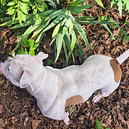 Rajah joined the competition — help win amazing prizes! dog, white_dog, brown_spots, outdoor, forest_floor, leaves, plants, greenery, nature, canine, sniffing, animal, pet, walking, daylight, curious, fur, ears, tail, ground
