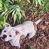 Rajah is registered to the contest to win money with this photo: dog, white, brown, pet, animal, outdoor, plants, leaves, ground, curious, looking_up, ears, tail, nature, sunlight, canine, mammal, friendly, playful, garden
