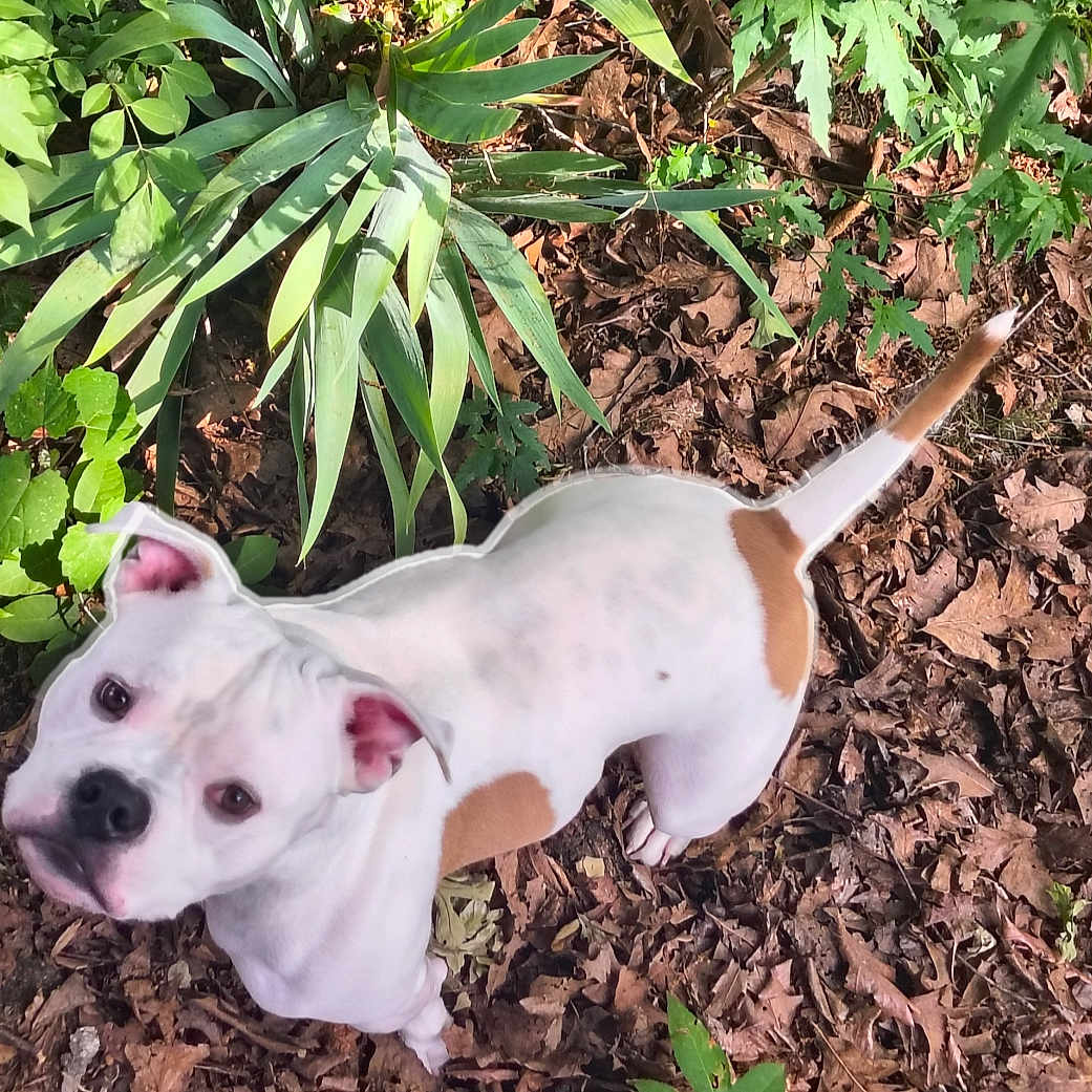 Rajah
