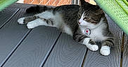 Oliver joined the competition — help win amazing prizes! animal, brick_wall, cat, collar, daylight, deck, domestic_animal, feline, gray_floor, green_chair, lounging, outdoor, pet, railing, relaxed, resting, side_view, tabby_cat, wooden_floor, woven_chair