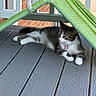 animal, brick_wall, cat, collar, daylight, deck, domestic_animal, feline, gray_floor, green_chair, lounging, outdoor, pet, railing, relaxed, resting, side_view, tabby_cat, wooden_floor, woven_chair
