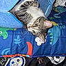 Oliver joined the competition — help win amazing prizes! animal, blanket, blue, cat, closeup, colorful, cozy, curious, cute, dinosaur_pattern, fabric_tunnel, feline, indoor, kitten, pet, playful, resting, tabby, whiskers, young