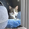 animal, blanket, blue, carpet, cat, collar, cozy, domestic_cat, ears, feline, gray_object, indoor, pet, relaxed, resting, star_pattern, tabby_cat, tag, vertical_blinds, whiskers