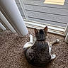 Oliver joined the competition — help win amazing prizes! animal, back_view, brown, carpet, cat, daylight, feline, floor, glass, home, indoor, pet, relaxing, sliding_door, sunlight, tabby, vertical_blind, white, window, wooden_deck