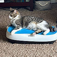 Oliver is registered to the contest to win money with this photo: animal, books, bookshelf, carpet, cat, domestic_cat, feline, fur, indoor, living_room, lounging, paws, pet, relaxed, side_view, storage_basket, striped, tabby_cat, vibration_platform, whiskers