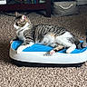 animal, books, bookshelf, carpet, cat, domestic_cat, feline, fur, indoor, living_room, lounging, paws, pet, relaxed, side_view, storage_basket, striped, tabby_cat, vibration_platform, whiskers