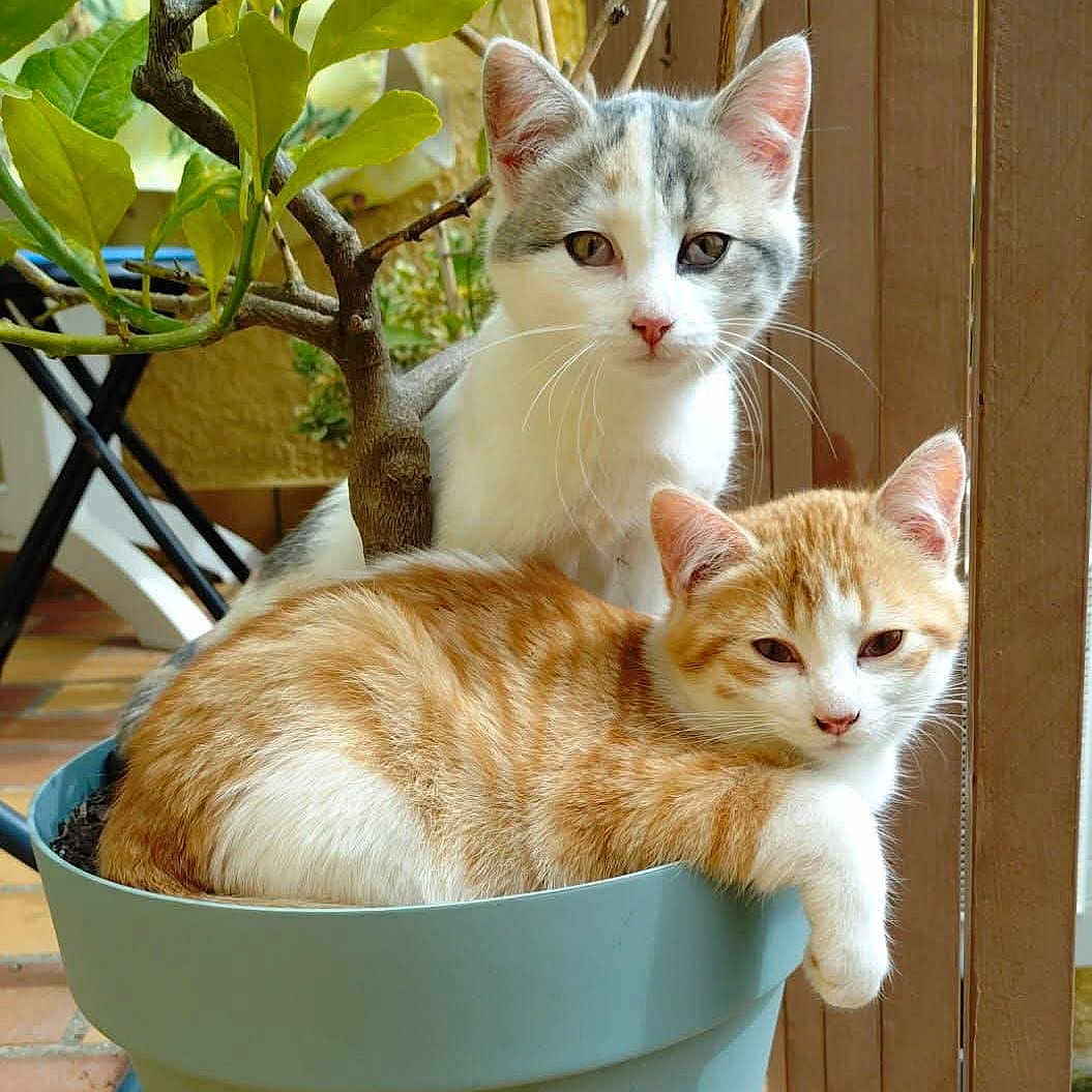 Zoé Et Lola participe au concours pour gagner de l'argent avec cette photo : animal, cat, curious, cute, ears, feline, flower_pot, fur, ginger_tabby, indoor, kitten, leaves, paw, pet, plant, relaxed, resting, sitting, whiskers, white_and_gray