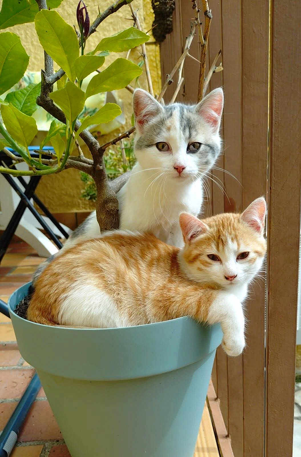 Zoé Et Lola participe au concours pour gagner de l'argent avec cette photo : cat, kitten, flower_pot, plant, leaves, ginger_tabby, white_and_gray, feline, pet, cute, animal, indoor, relaxed, curious, fur, whiskers, ears, paw, sitting, resting