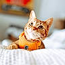 animal, bedroom, blurred_background, cat, closeup, cozy, curious, domestic_animal, ears, feline, harness, indoor, orange, orange_tabby, pet, portrait, relaxed, soft, whiskers, white_blanket