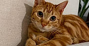 Miller joined the competition — help win amazing prizes! animal, bed, cat, cozy, curious, domestic_cat, ears, feline, ginger_cat, home, indoor, looking_at_camera, paws, pet, relaxed, resting, striped, tabby, whiskers, white_bed