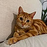animal, bed, cat, cozy, curious, domestic_cat, ears, feline, ginger_cat, home, indoor, looking_at_camera, paws, pet, relaxed, resting, striped, tabby, whiskers, white_bed