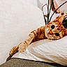 Miller joined the competition — help win amazing prizes! cat, couch, cozy, curious, domestic_animal, ears, face, feline, fur, home, indoor, orange_tabby, pet, pillow, plant, relaxed, resting, soft_light, whiskers, wide_eyes