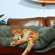 Miller is registered to the contest to win money with this photo: animal, blanket, cat, comfortable, couch, cozy, decor, fur, furniture, home, indoor, leather, orange_tabby, paw, pet, relaxing, resting, sleeping, surfboard, wall_art