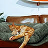 animal, blanket, cat, comfortable, couch, cozy, decor, fur, furniture, home, indoor, leather, orange_tabby, paw, pet, relaxing, resting, sleeping, surfboard, wall_art